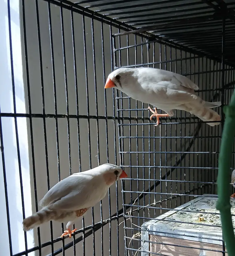 Goldiyan Common finches — photo 3