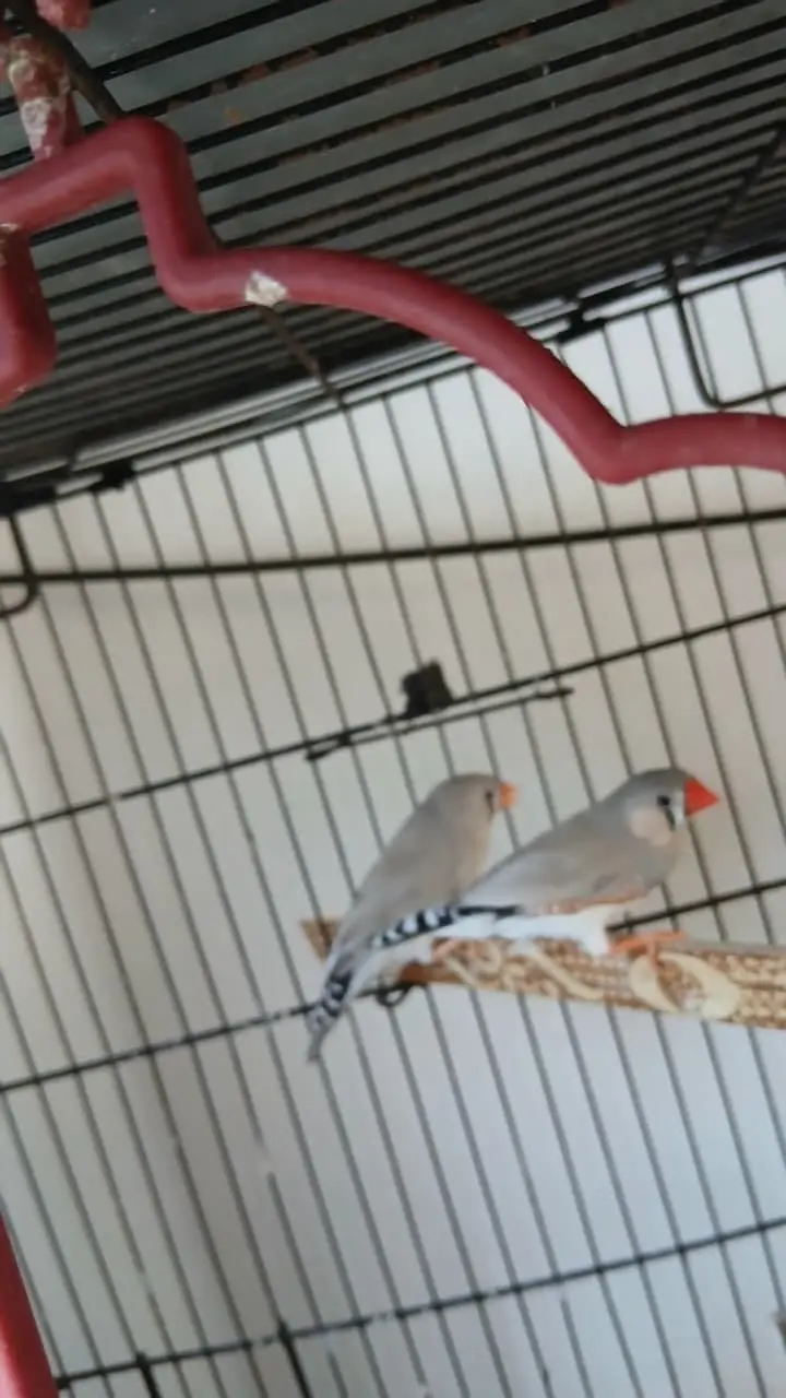 Goldiyan Common finches — photo 9