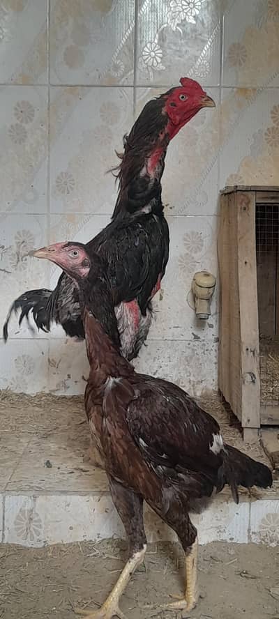 pure aseel hen long height