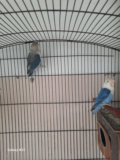 3 pair lovebirds