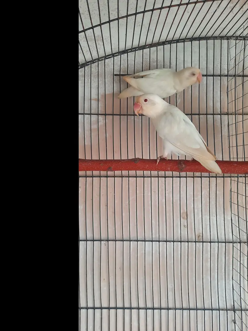 3 pair lovebirds — photo 2
