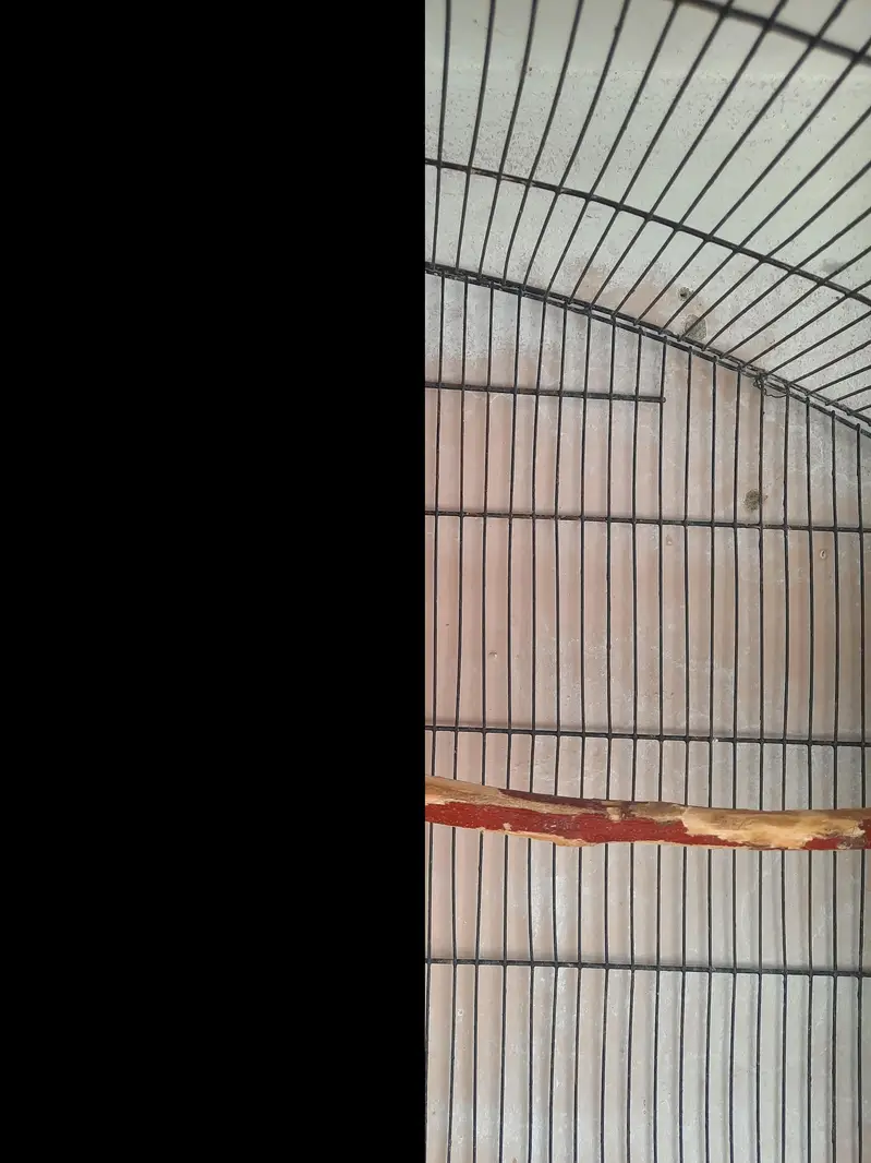 3 pair lovebirds — photo 3