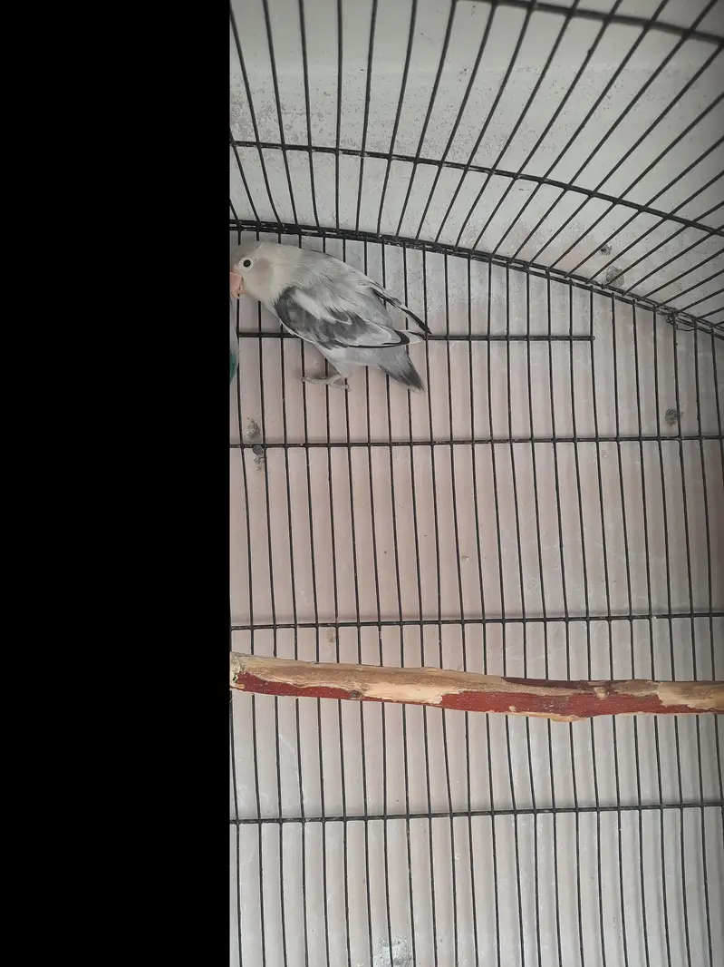 3 pair lovebirds — photo 4