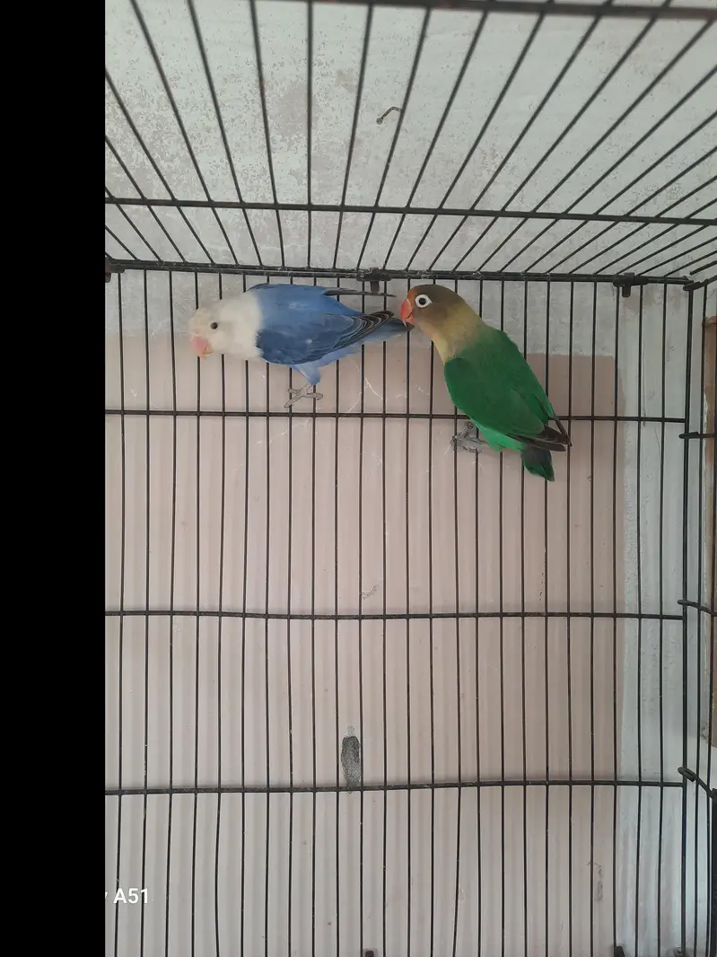 3 pair lovebirds — photo 5