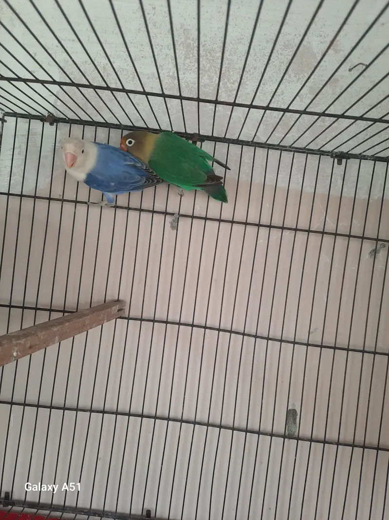 3 pair lovebirds — photo 6