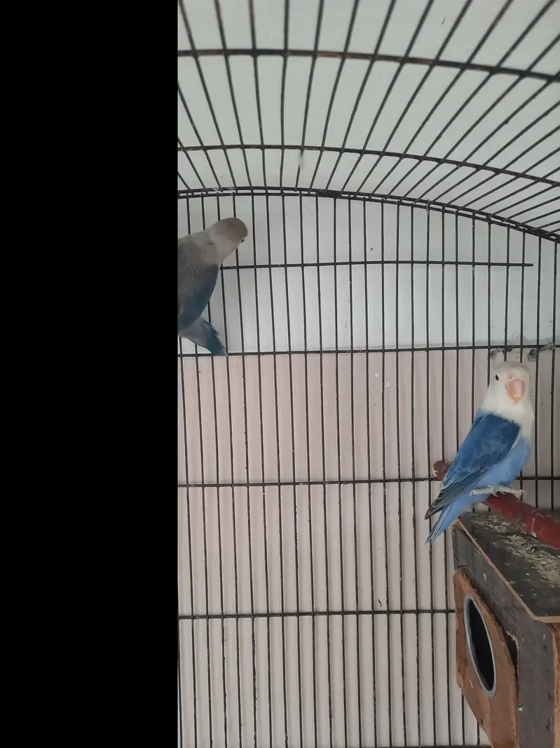 3 pair lovebirds — photo 7