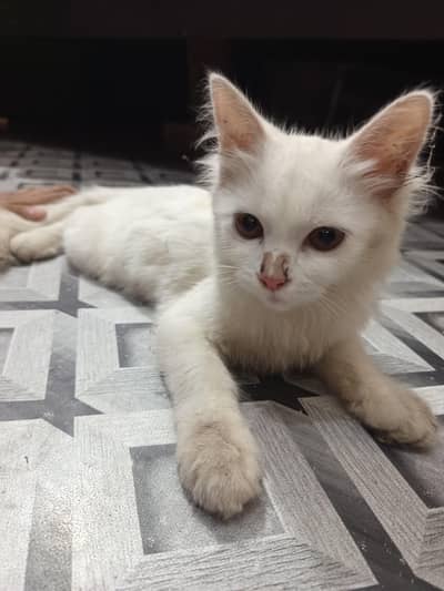 White Persian Cat | Dollar cat