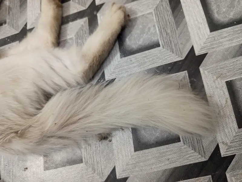 White Persian Cat | Dollar cat — photo 3