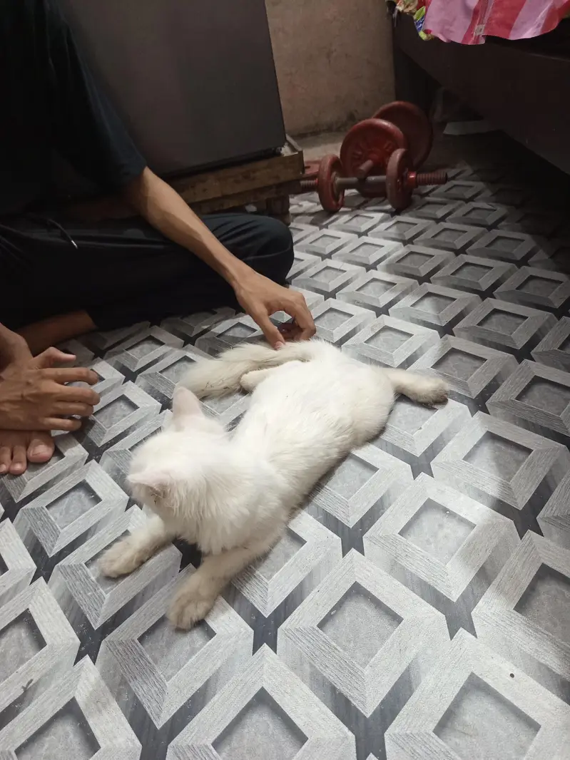 White Persian Cat | Dollar cat — photo 4