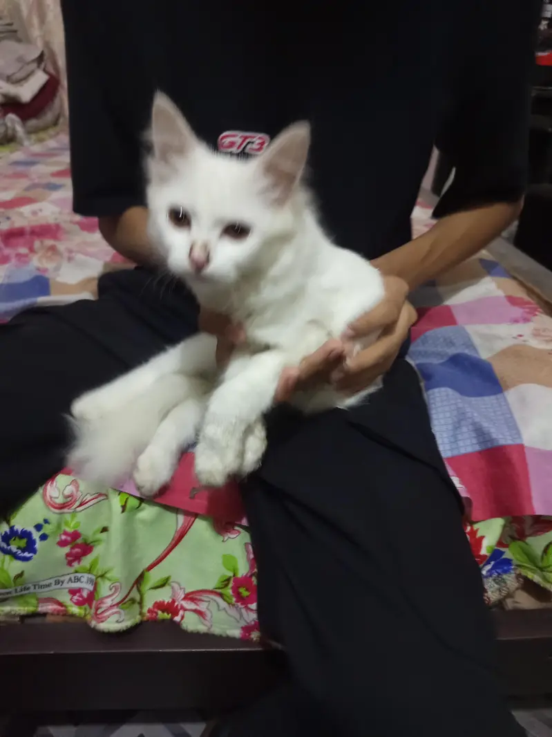 White Persian Cat | Dollar cat — photo 5
