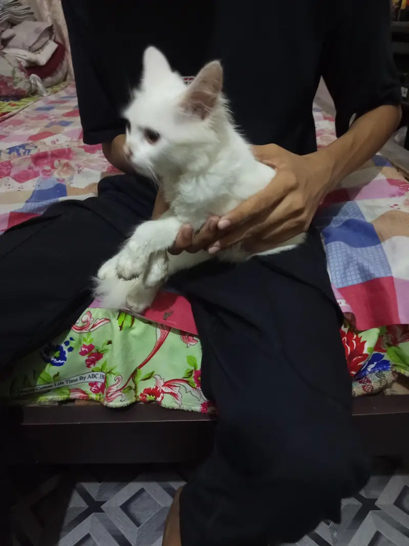 White Persian Cat | Dollar cat — photo 6