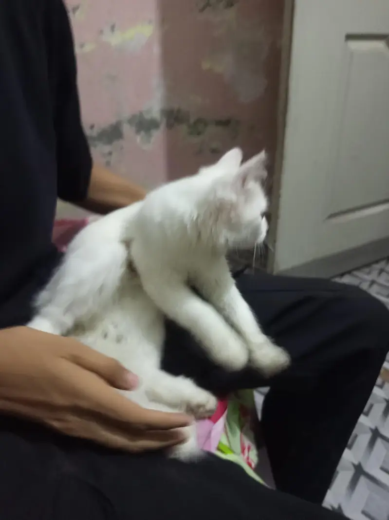 White Persian Cat | Dollar cat — photo 7