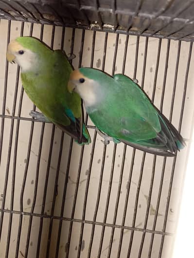 color lovebird and euwing opaline male×blue personata female best pair