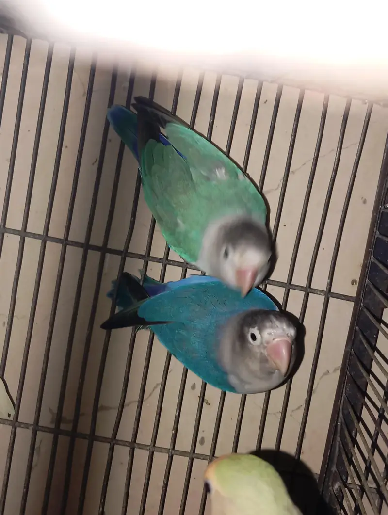 color lovebird and euwing opaline male×blue personata female best pair — photo 2