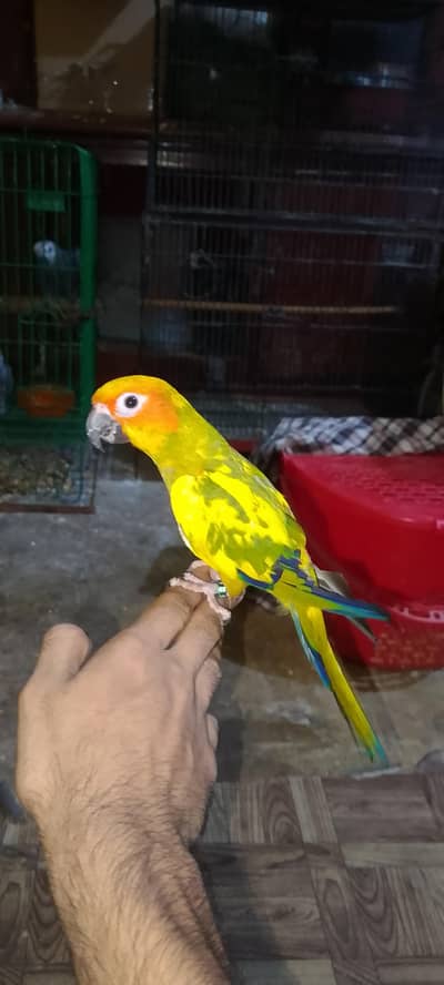 sun conure self chick