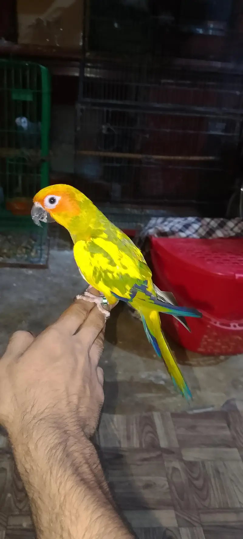 sun conure self chick — photo 2