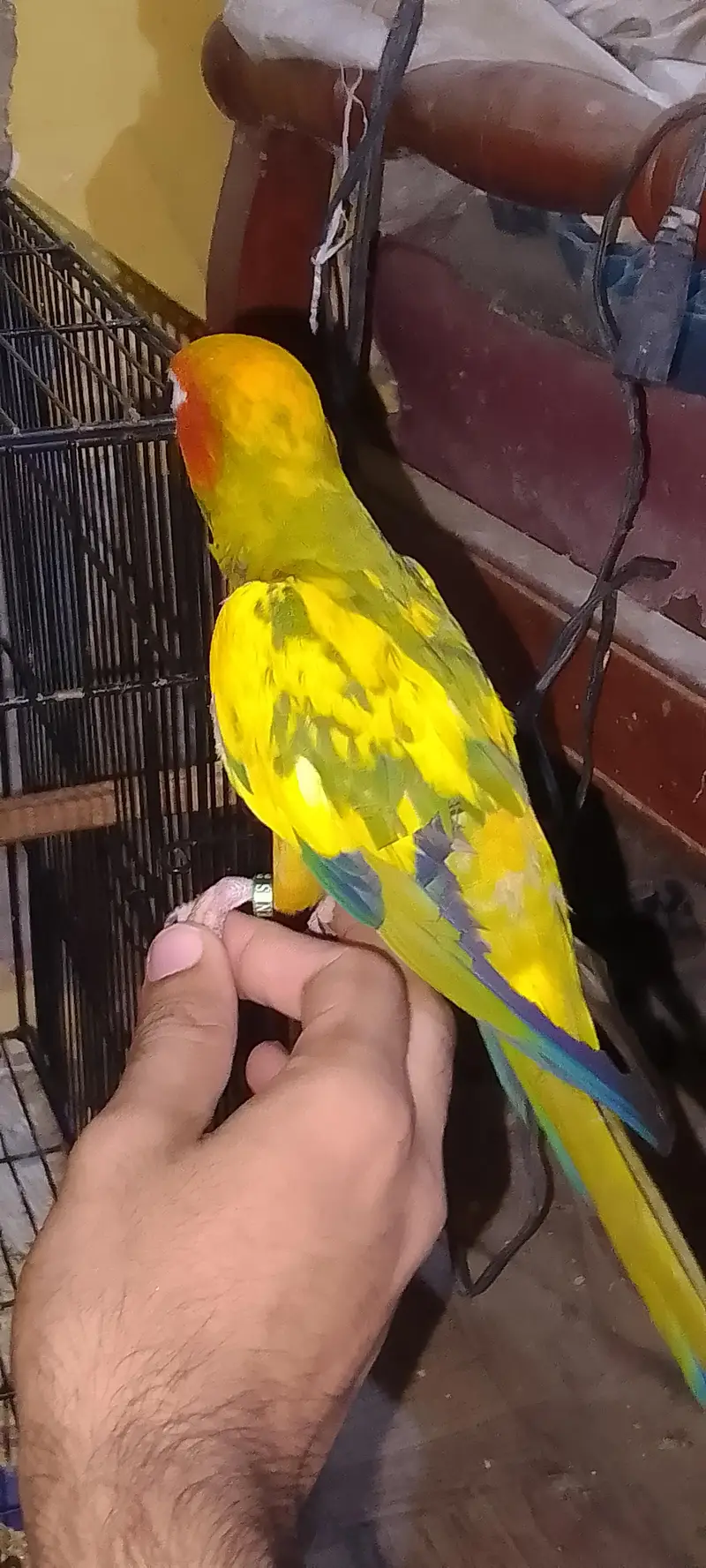 sun conure self chick — photo 3