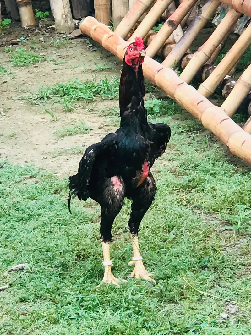 for sale — photo 2