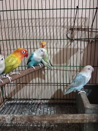 Pale fellow visual | splits pf | splits opaline male