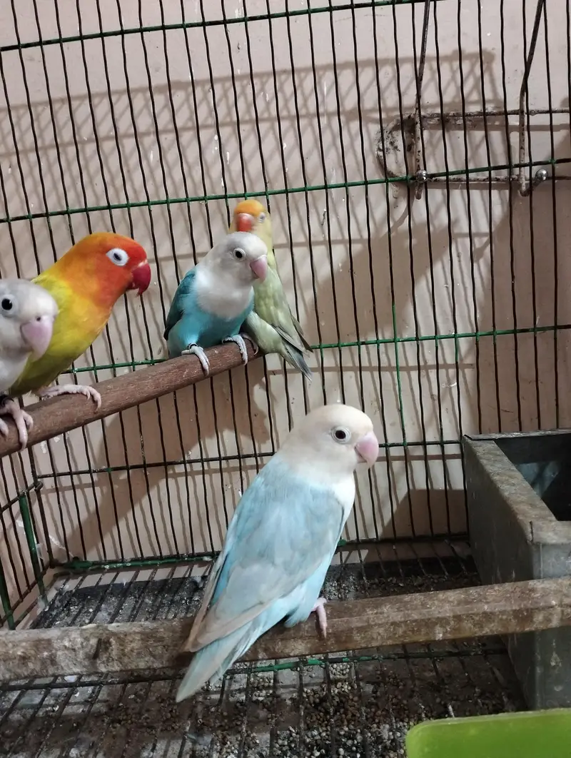 Pale fellow visual | splits pf | splits opaline male — photo 2