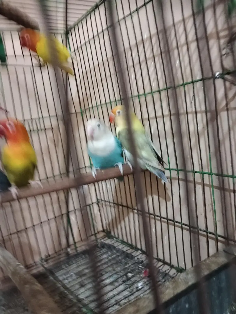 Pale fellow visual | splits pf | splits opaline male — photo 3