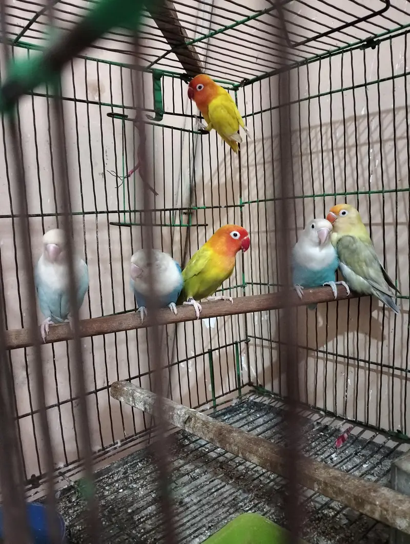 Pale fellow visual | splits pf | splits opaline male — photo 4