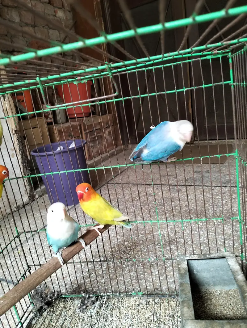 Pale fellow visual | splits pf | splits opaline male — photo 5