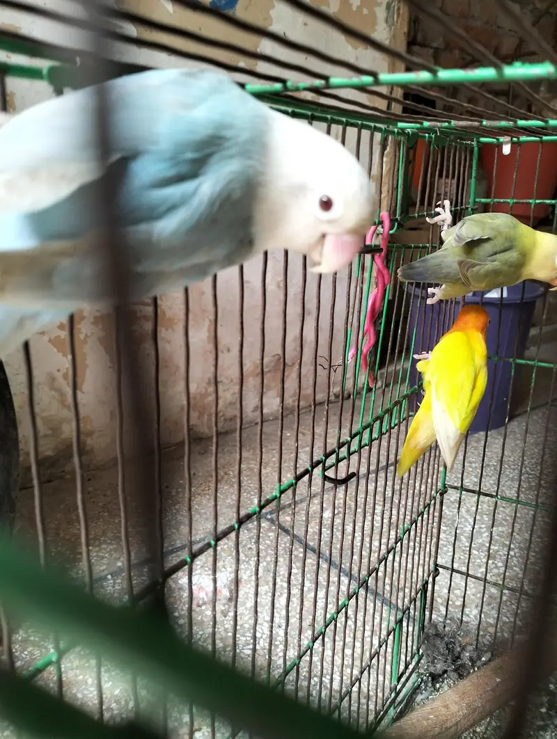 Pale fellow visual | splits pf | splits opaline male — photo 6