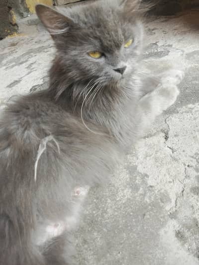 cat for sale