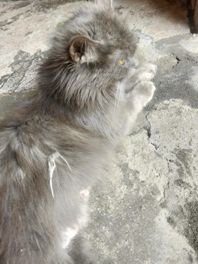 cat for sale — photo 2