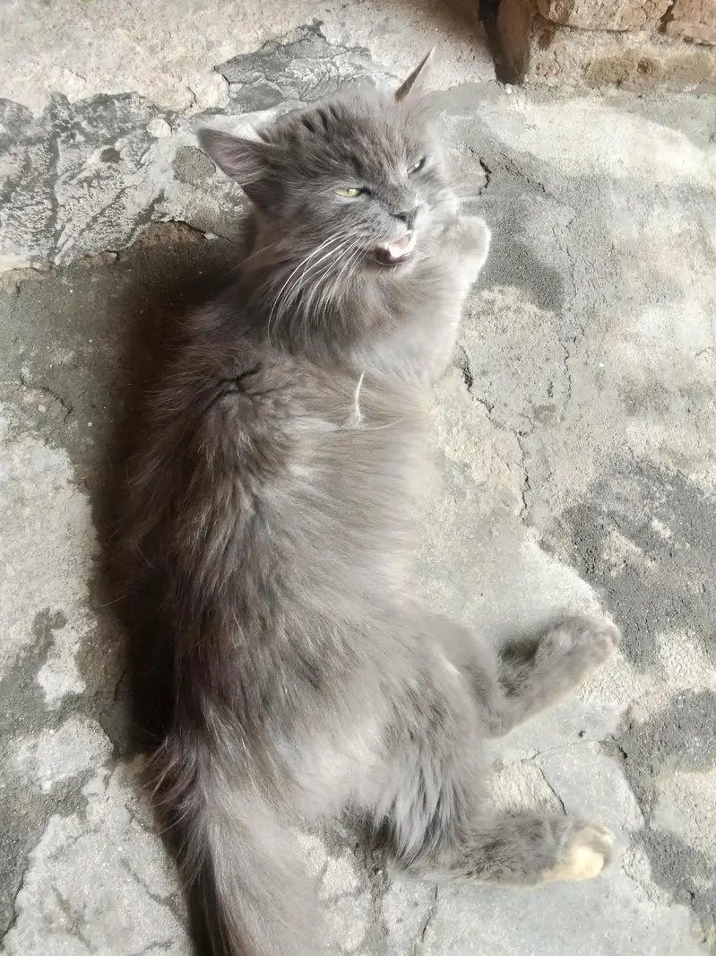 cat for sale — photo 3