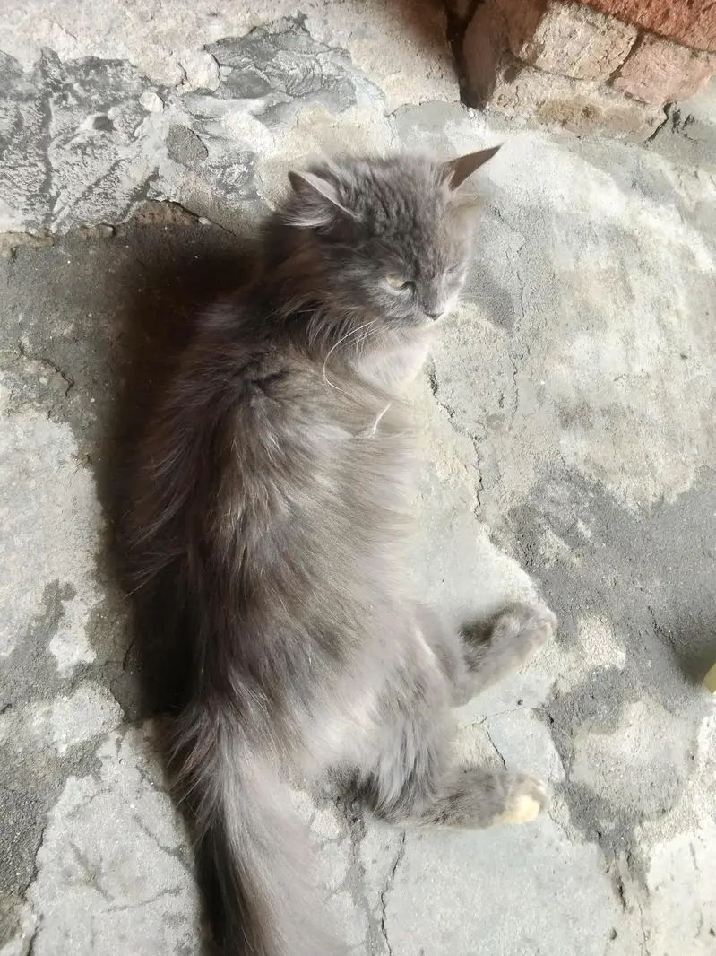 cat for sale — photo 4