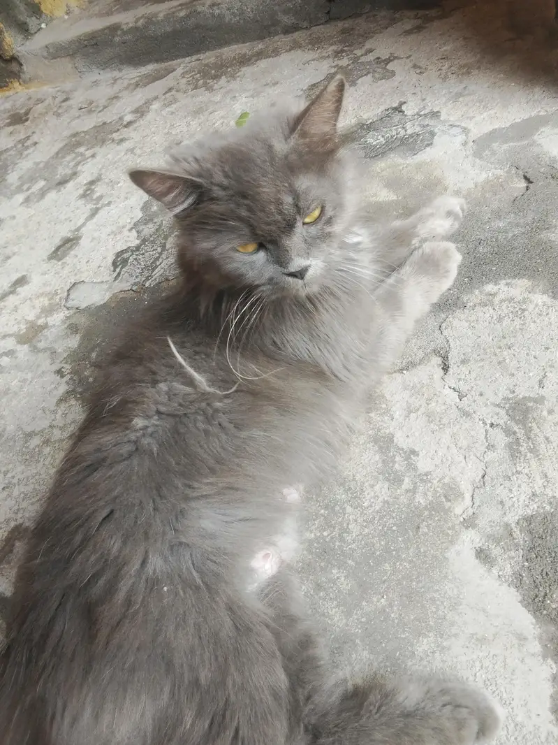 cat for sale — photo 5
