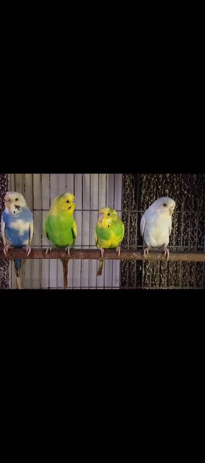 nice Bird