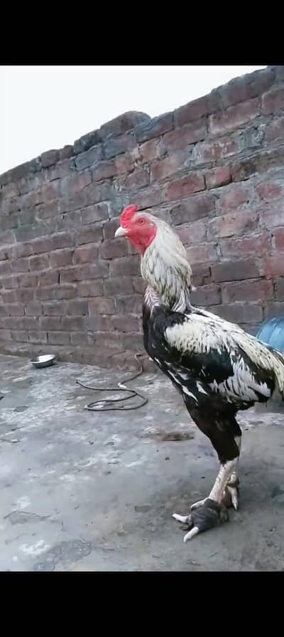 Pakistani aseel
