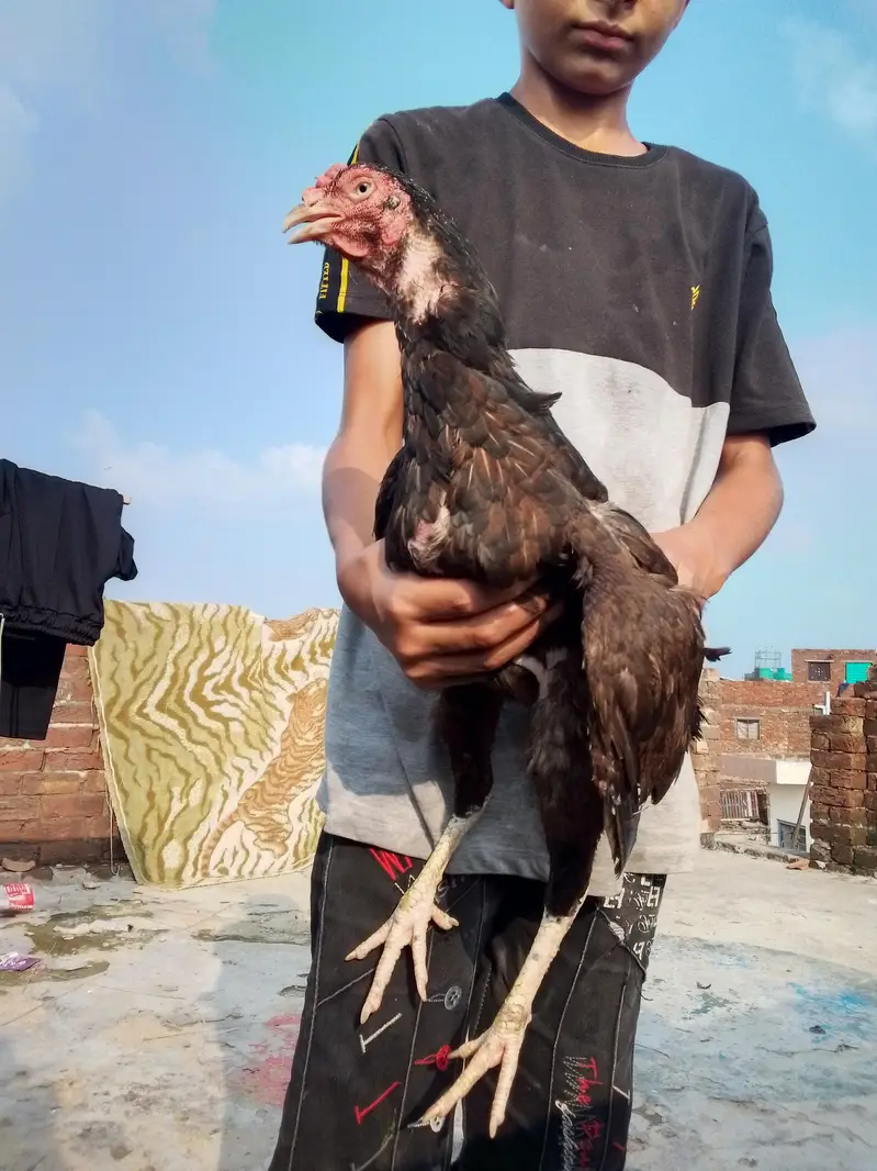Pakistani aseel — photo 3