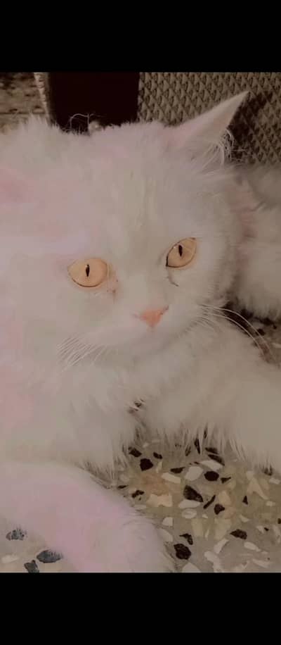 doll face