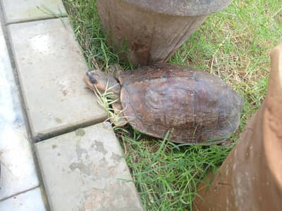 Brown roofed turtle