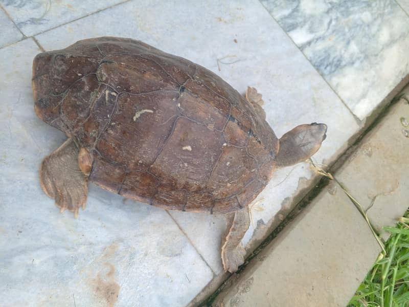 Brown roofed turtle 1