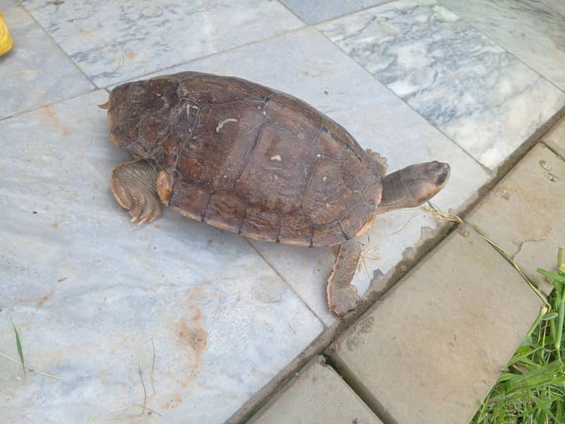 Brown roofed turtle 2