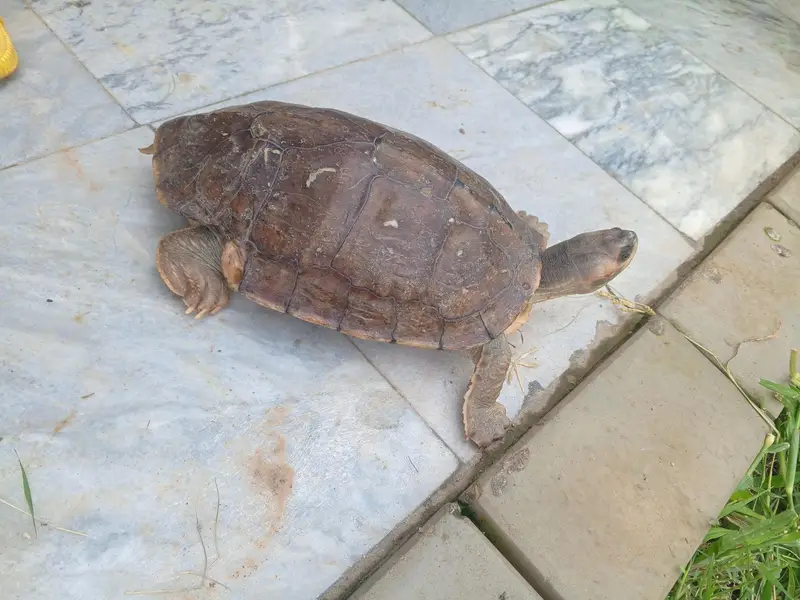 Brown roofed turtle — photo 3
