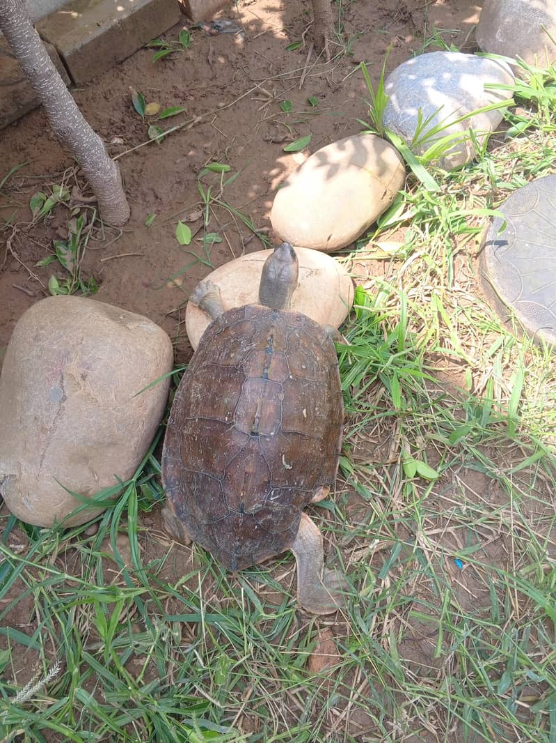 Brown roofed turtle 3