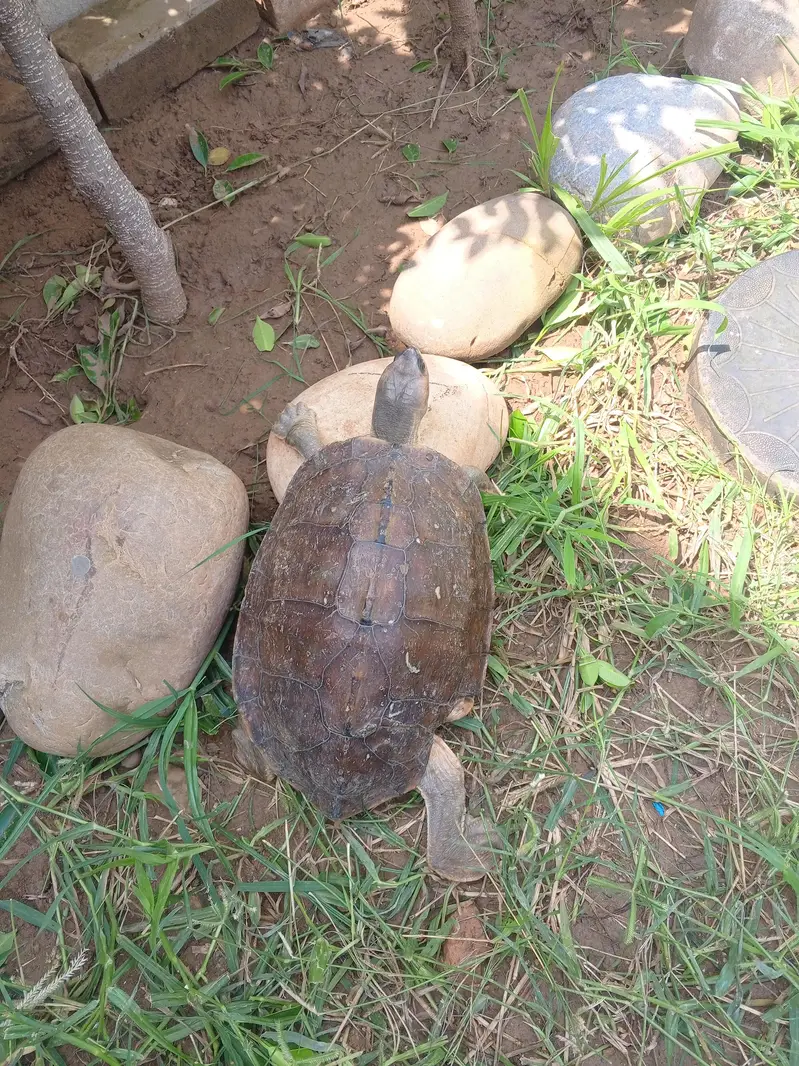 Brown roofed turtle — photo 4