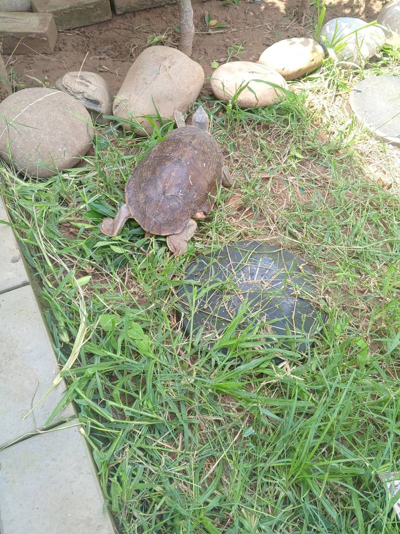 Brown roofed turtle 4