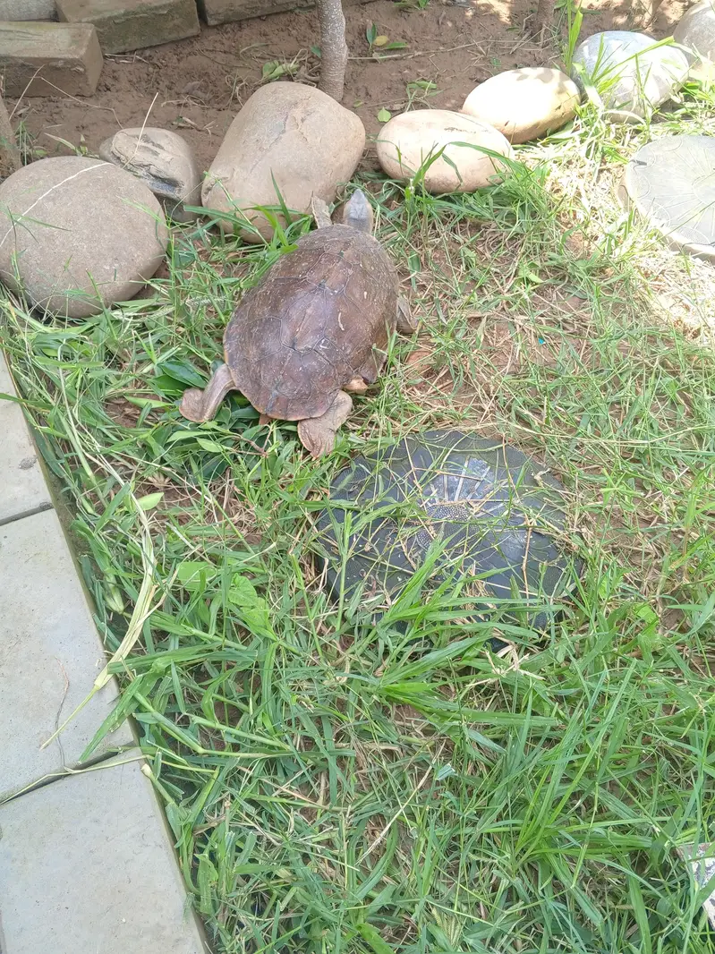 Brown roofed turtle — photo 5