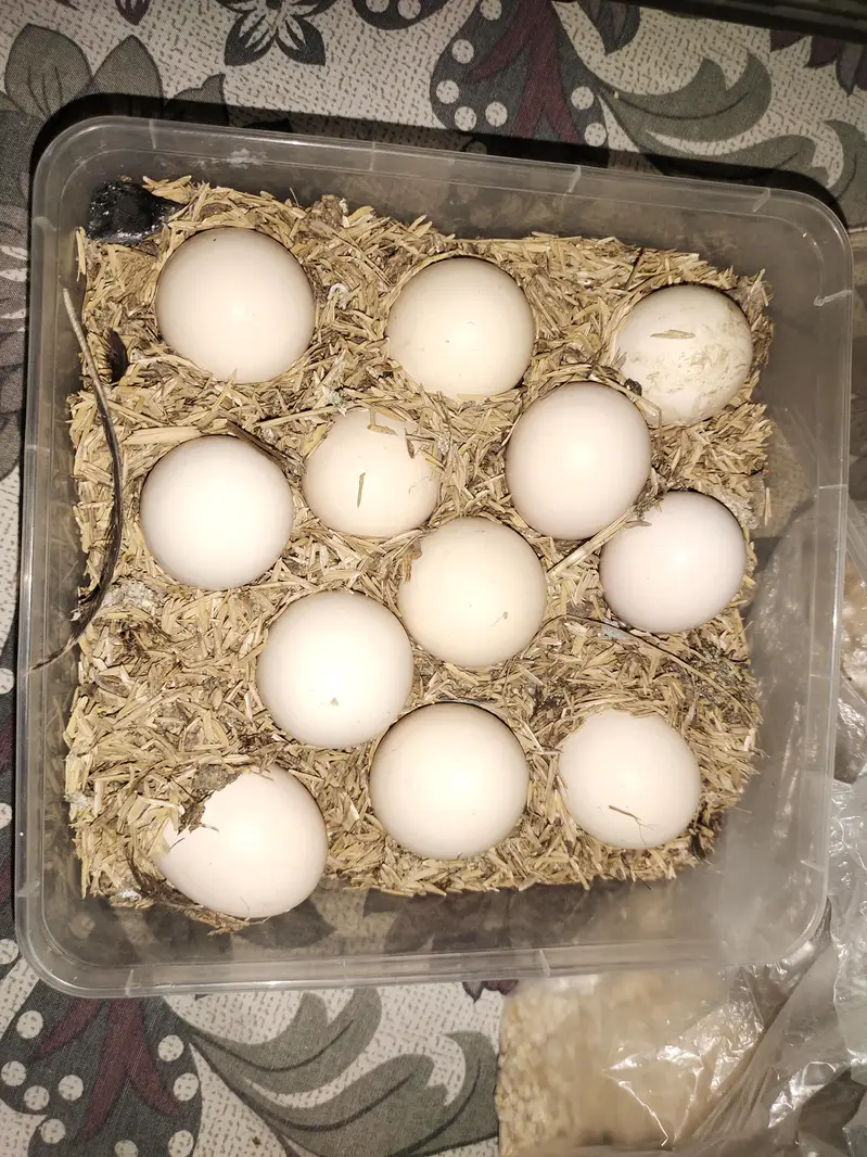 dragon  hen. |egg | chicks| — photo 2