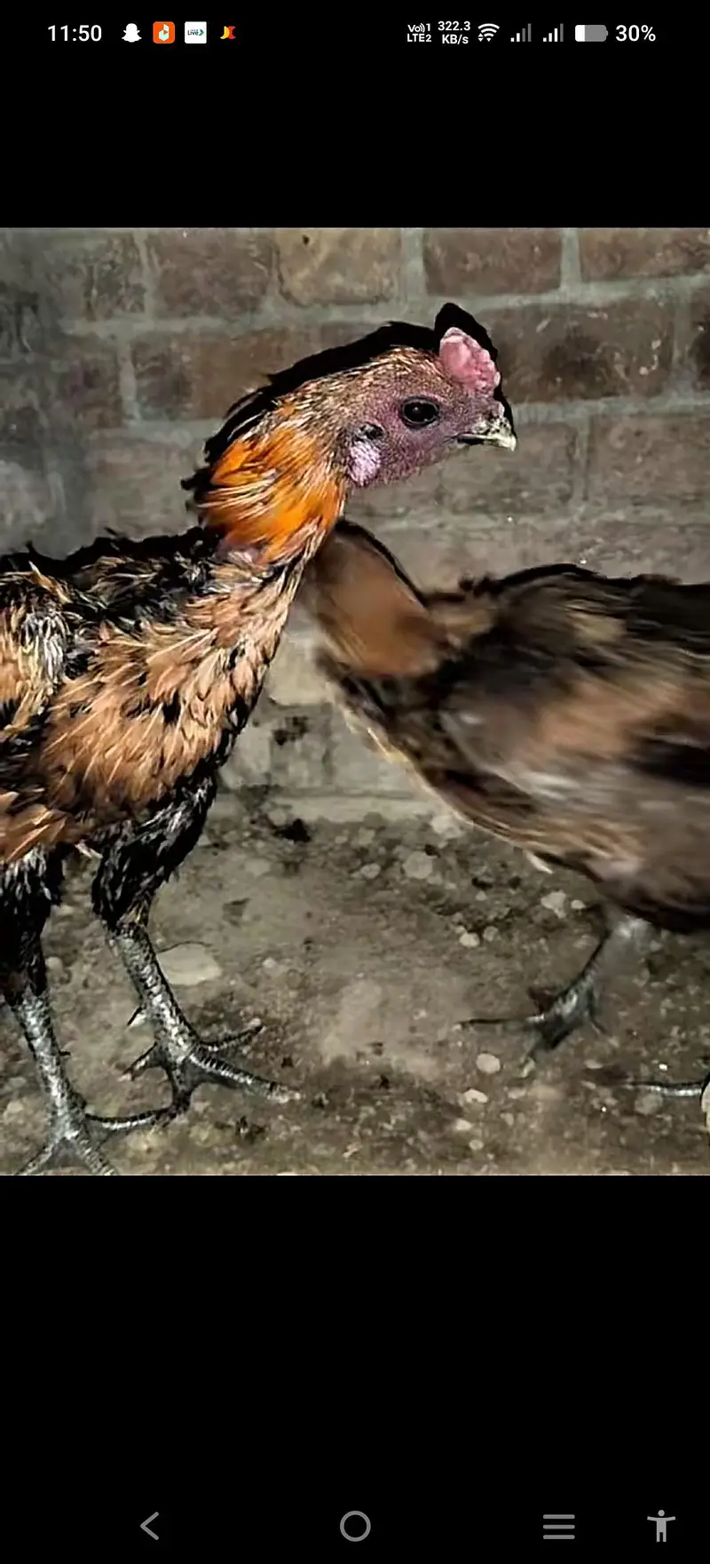 dragon  hen. |egg | chicks| — photo 3
