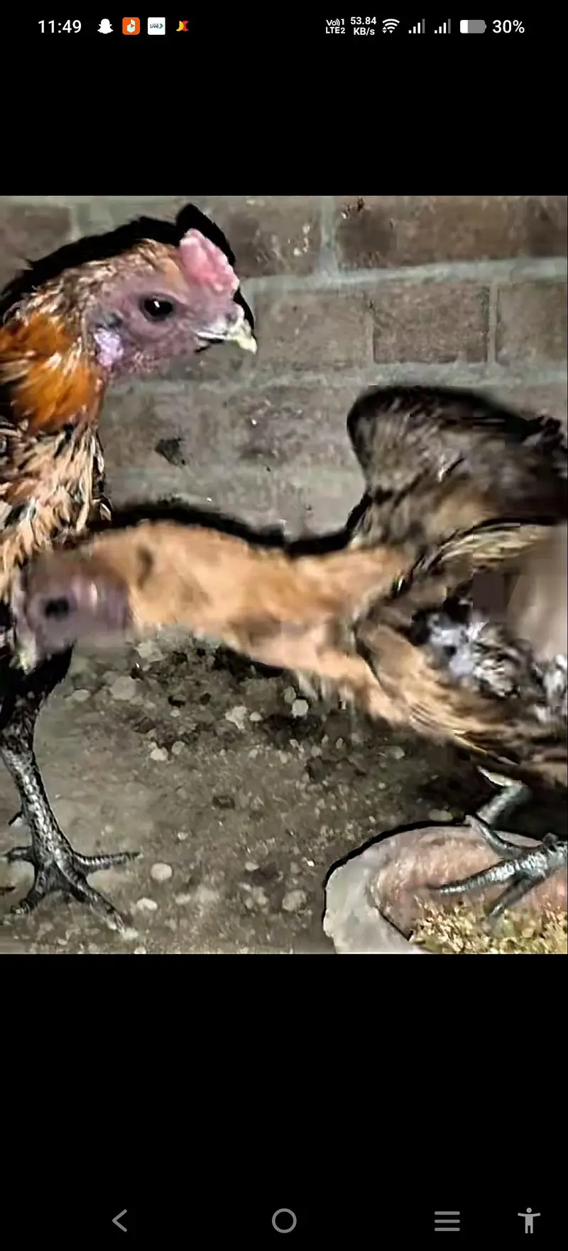 dragon  hen. |egg | chicks| — photo 4
