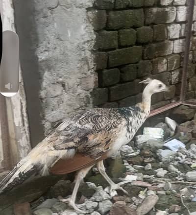 Peacock