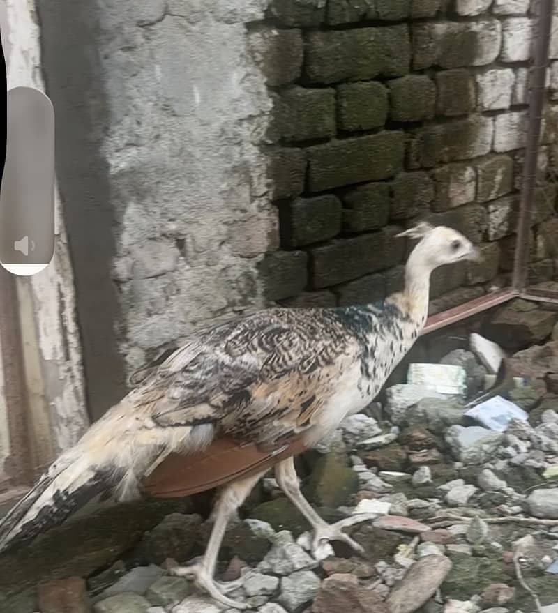 Peacock 0